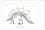 ‘Stegosaurus ungulatus’ by Unknown